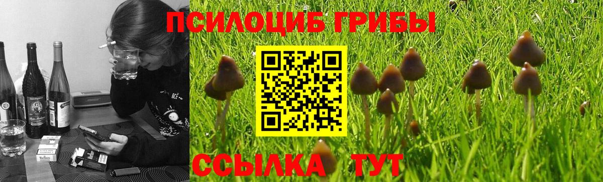 Севастополь  Псилоцибиновые грибы прущие грибы  Вход с VPN 